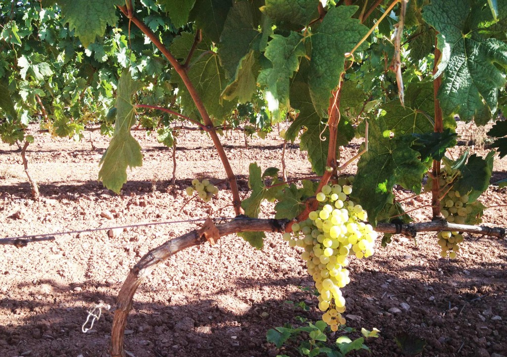 Vendimia Tempranillo Blanco uva