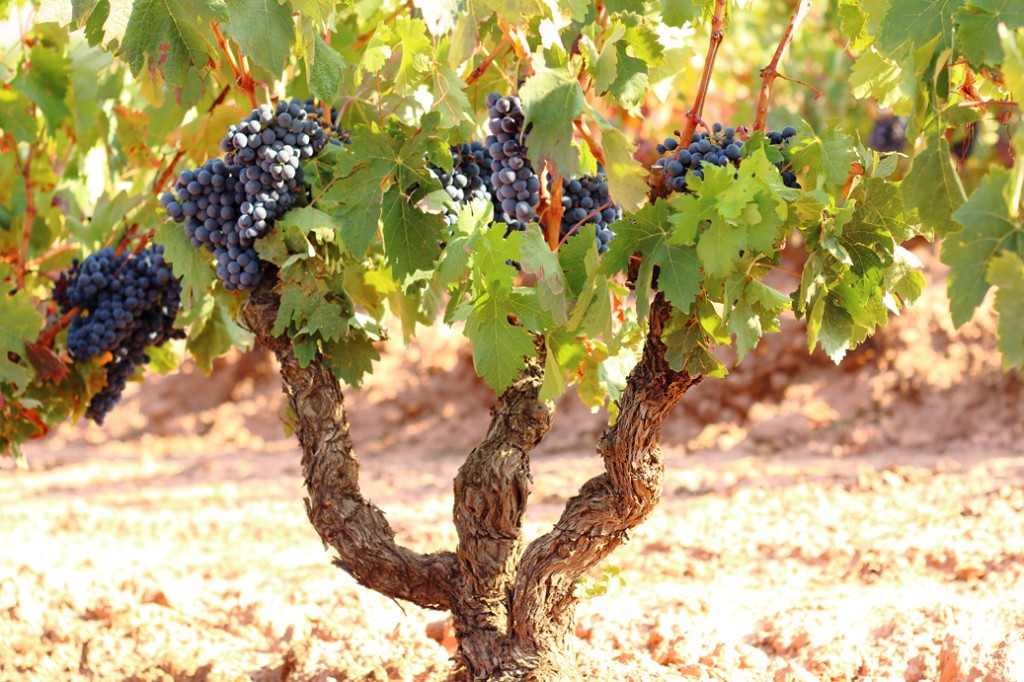 cepa-en-vaso-de-tempranillo-la-rioja