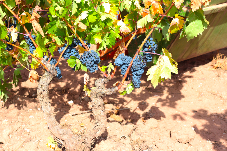 cepa-tempranillo-vieja-martinez-alesanco-la-rioja