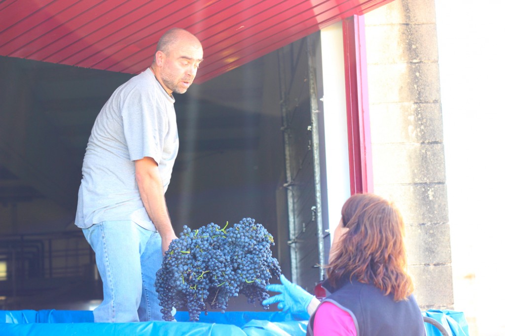 deciciendo-el-destino-de-uva-ecologica-de-rioja