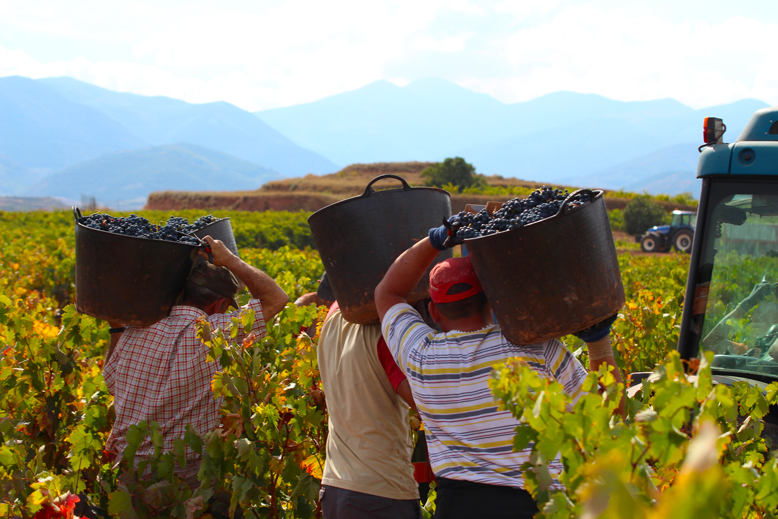 descarga-uva-vendimiadores-la-rioja-martinez-alesanco