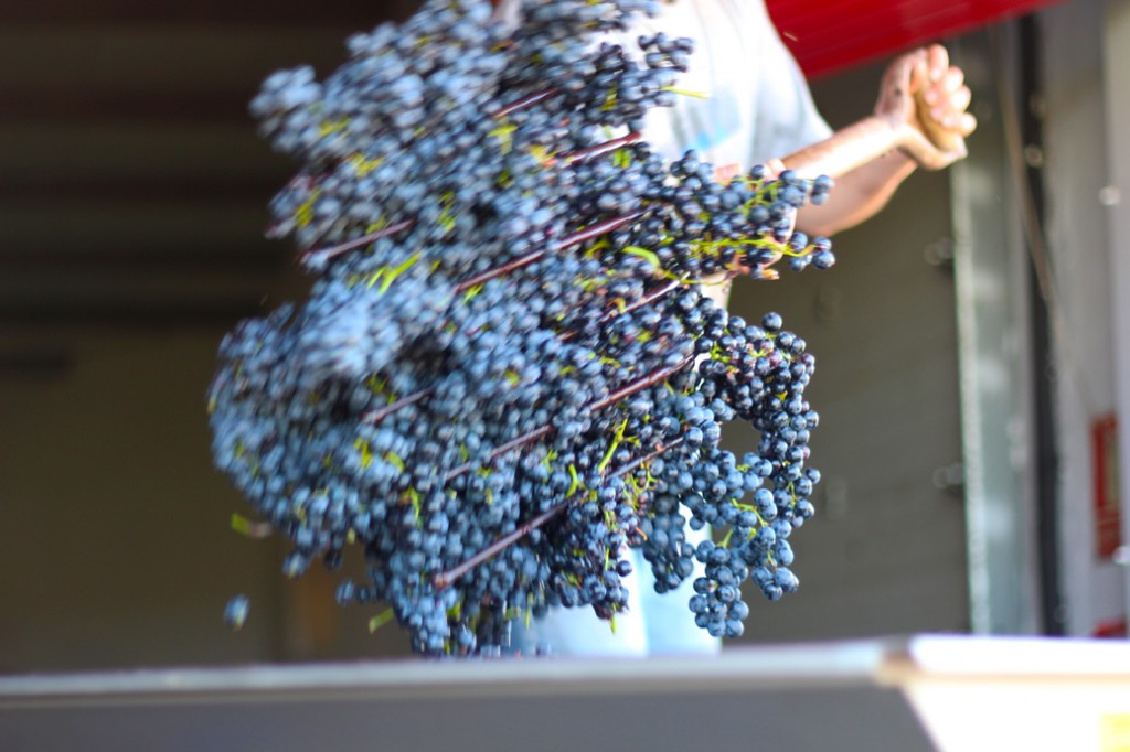 descargando-uva-ecologica-de-rioja-tempranillo