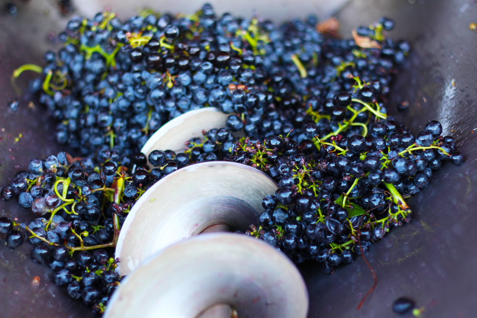 elaboracion-de-uva-ecologica-tempranillo-rioja