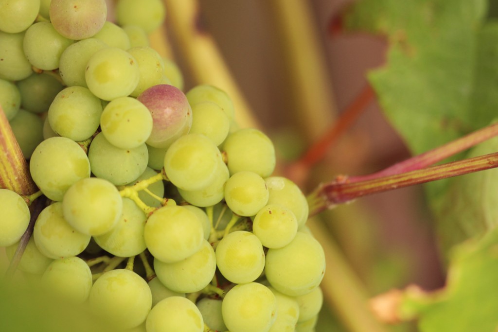 racimo de uva en el comienzo del envero en la rioja