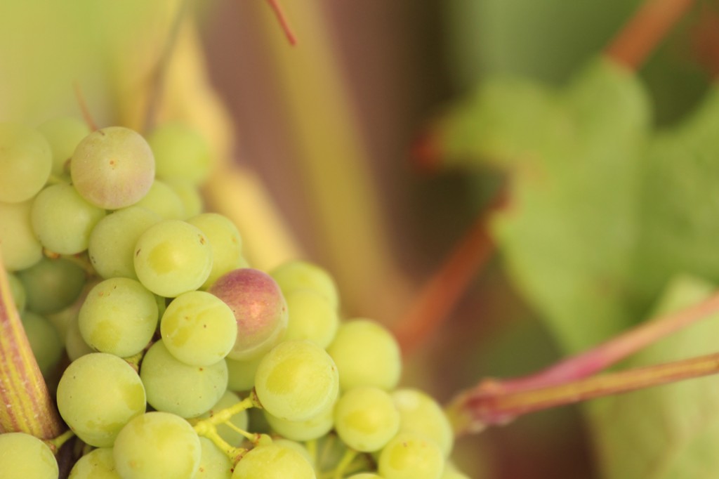 Uva enverada en viñedo de bodegas martínez alesanco