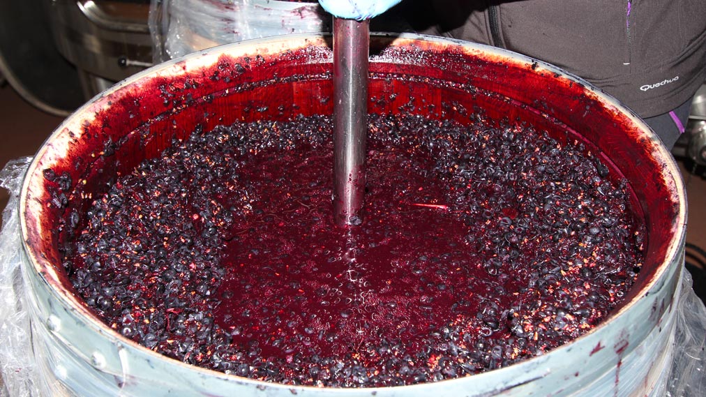 Fermentacion uva Maturanta de Rioja en Bodegas Martínez Alesanco