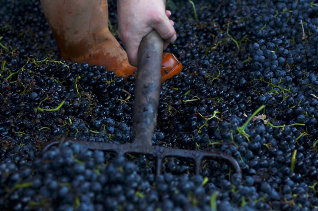primer-plano-uva-ecologica-tempranillo-de-rioja