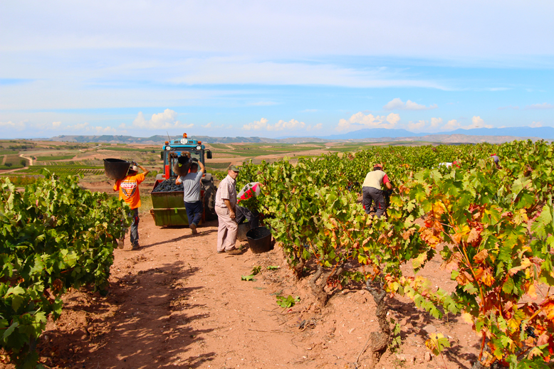 protagonistas-de-la-vendimia-la-rioja