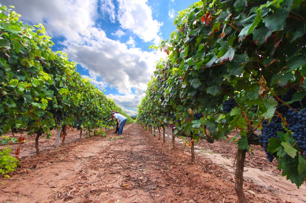 recogiendo muestras antes de la vendimia en bodegas Martínez Alesanco