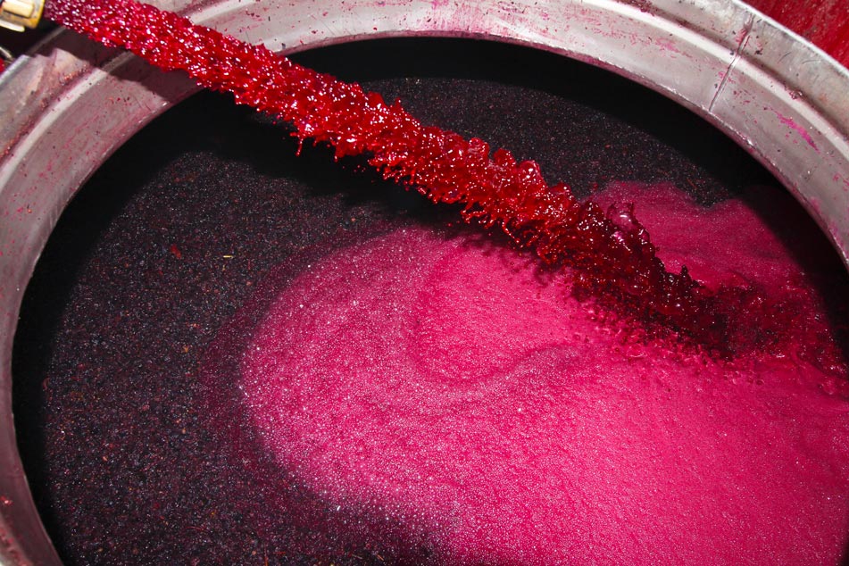 Remonte de uva garnacha tinta en bodegas Martínez Alesanco Rioja