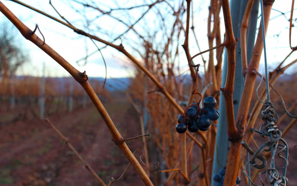 Sarmiento con uva tempranillo sin vedimiar