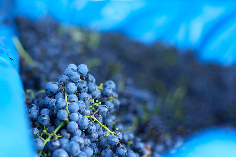 tempranillo-de-rioja-ecologico