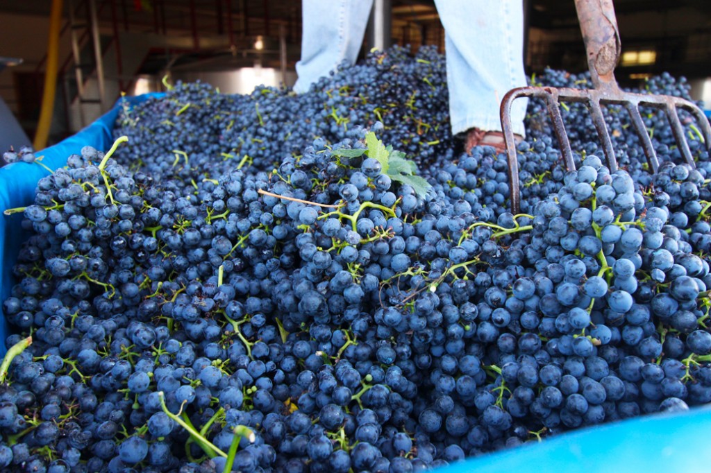 uva-ecologica-de-rioja-en-remolque