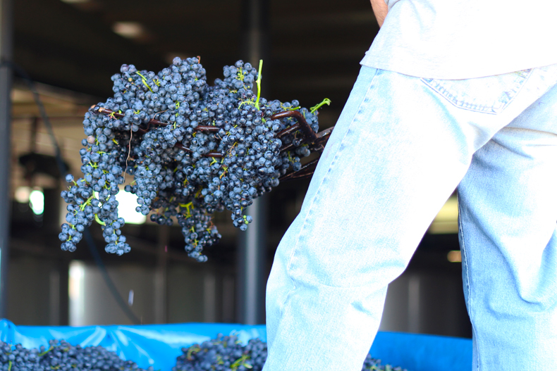 uva-ecologica-de-tempranillo-de-rioja