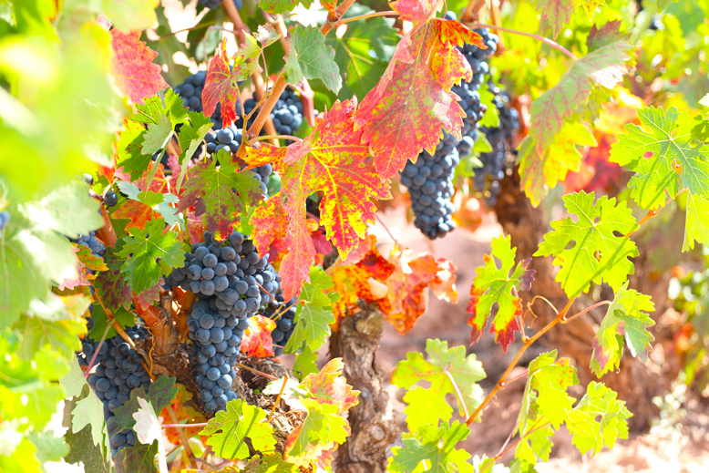 uva-tempranillo-vieja-la-rioja-martinez-alesanco