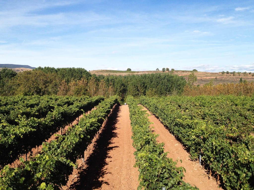 Vendimia Tempranillo Blanco vista viñedo