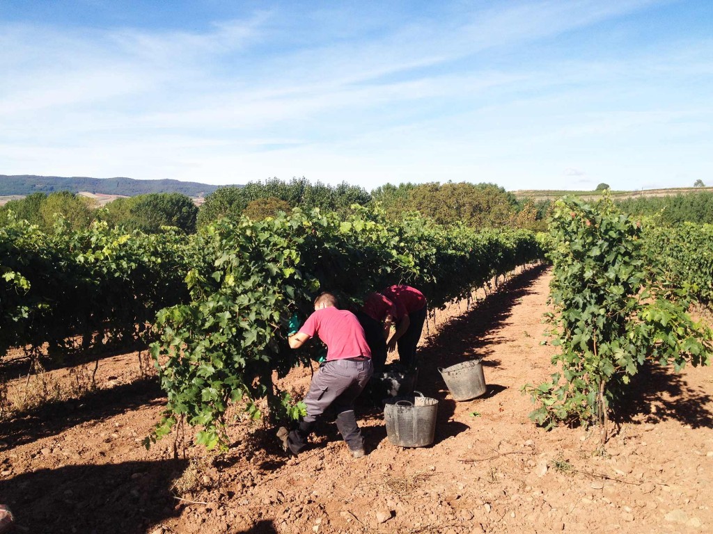 Vendimia Tempranillo Blanco vedimiadores 