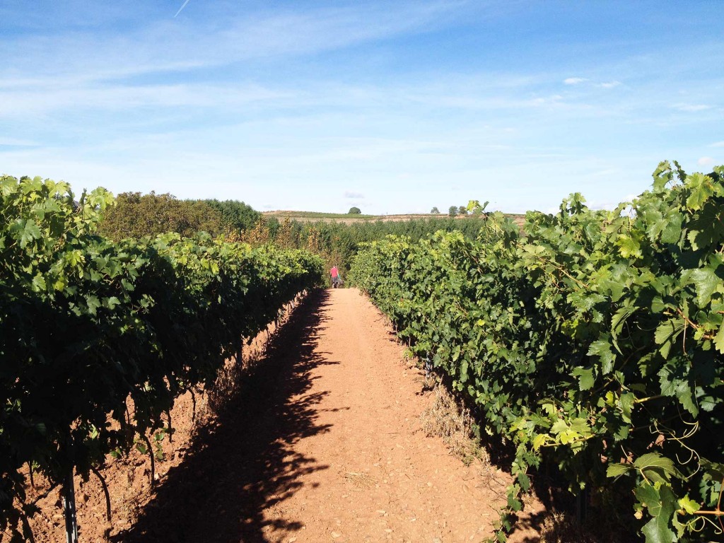 Vendimia Tempranillo Blanco 