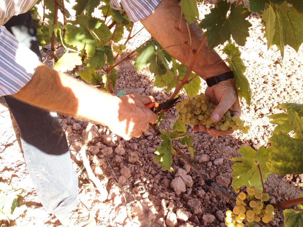 Vendimia Tempranillo Blanco manos