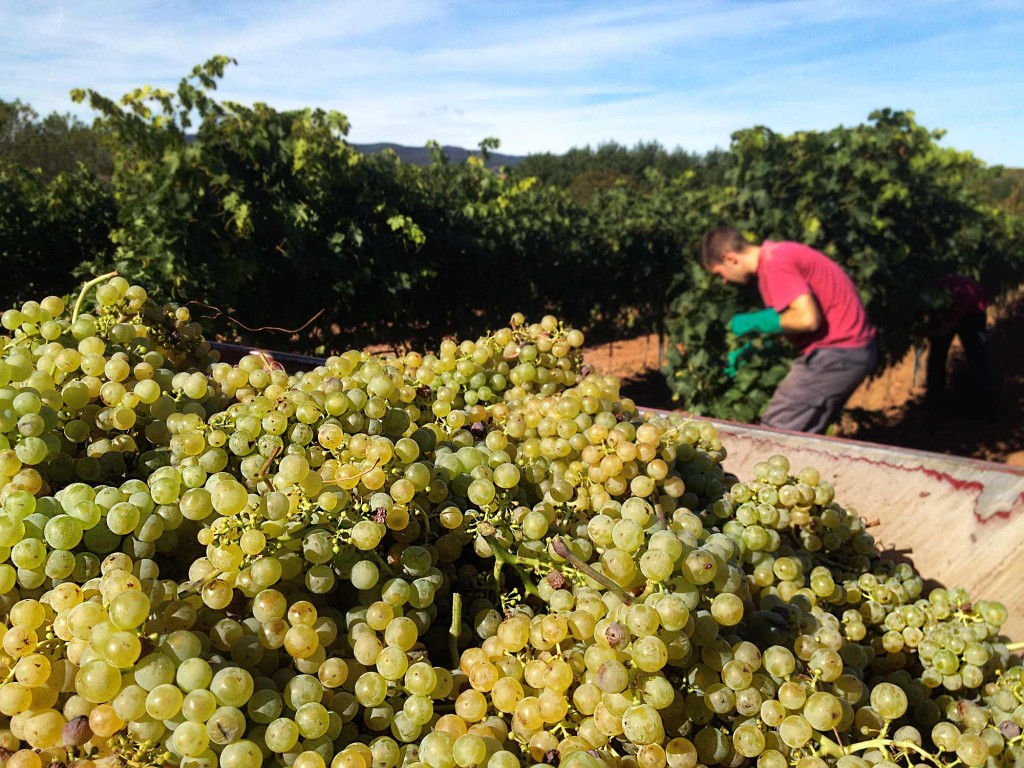 Vendimia Tempranillo Blanco uva