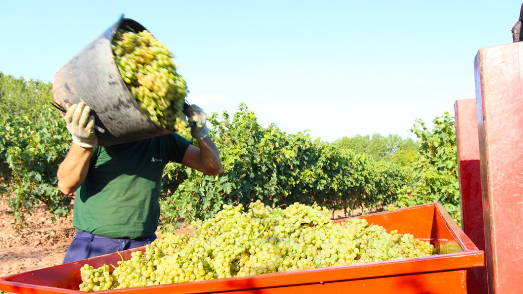 vendimia tempranillo blanco cesto de uva
