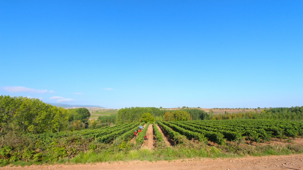 vendimia tempranillo blanco panoramica de viña