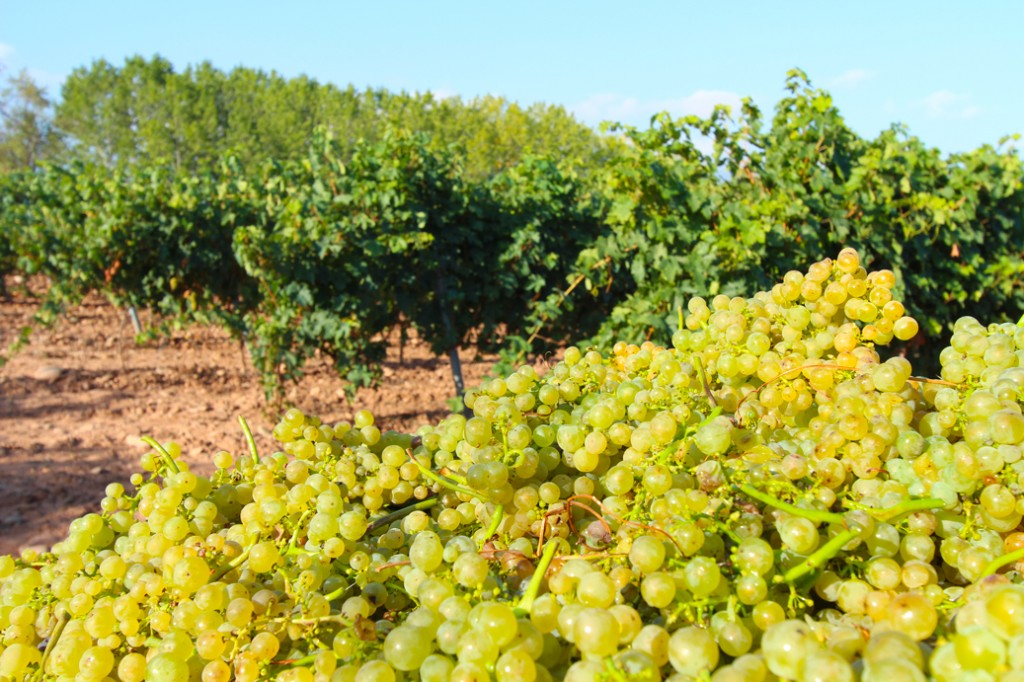 vendimia tempranillo blanco primer plano de uva recolectada