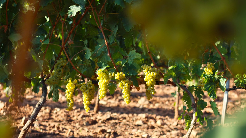 vendimia tempranillo blanco racimos sin vendimiar