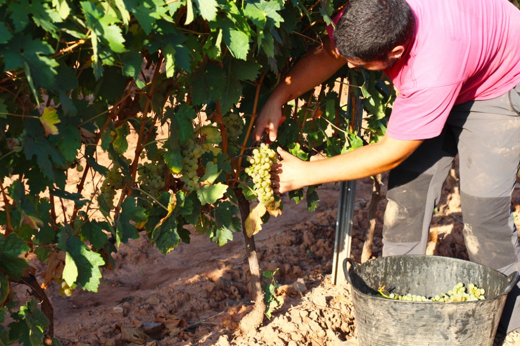 vendimia tempranillo blanco recogiendo racimo