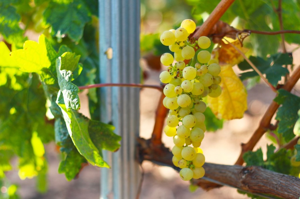 vendimia tempranillo blanco uva primer plano