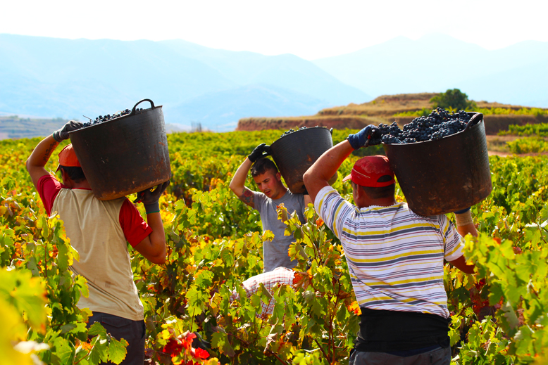 vendimiadores-la-rioja-tempranillo